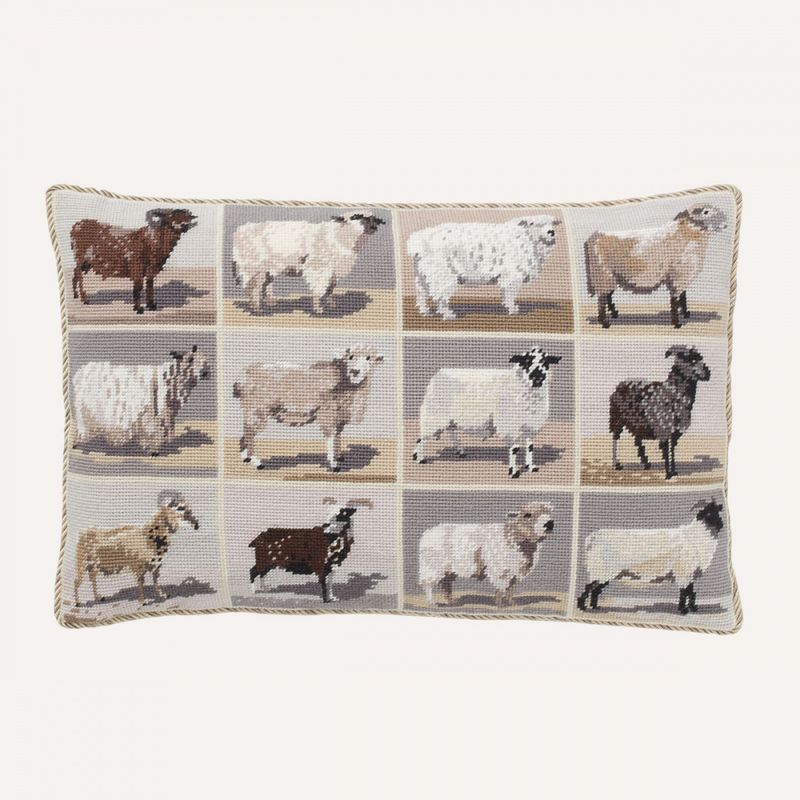 Beautiful Sheep